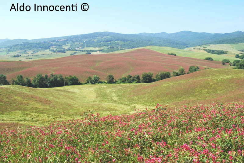 LAJATICO: CAMPAGNA 9' IMMAGINE